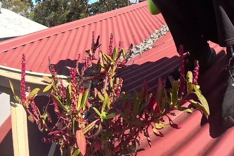 
The gutters come alive with the beauty of red plants, cleaning about to get underway.