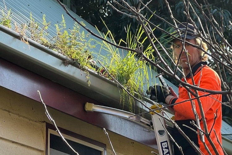 
Seasoned expert in gutter cleaning in narooma makes direct eye contact through the vibrant gutter plant growth.