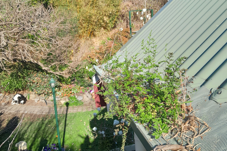 
Verdant growth bursts through a gutter guard in narooma, prompting a necessary cleaning.