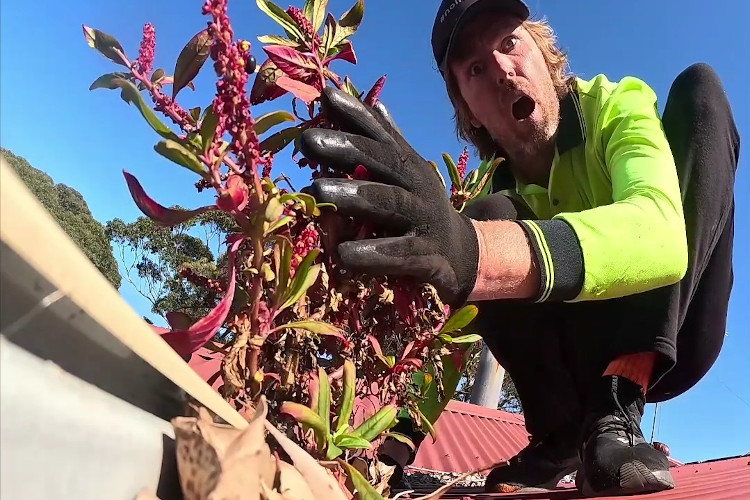 
Gutter cleaner in narooma taken aback by the sight of marvelous plants blossoming from the guttering.